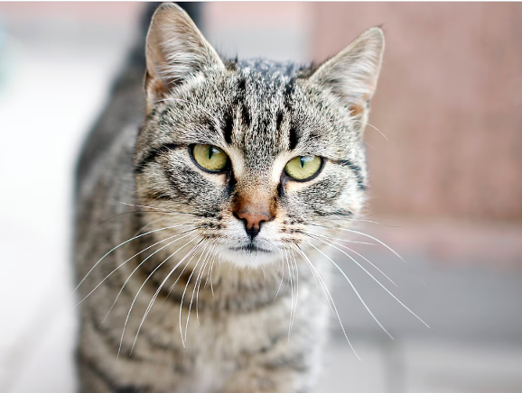 17 febbraio, Festa nazionale del Gatto