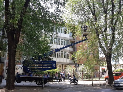 Al via le potature degli olmi di corso Trapani