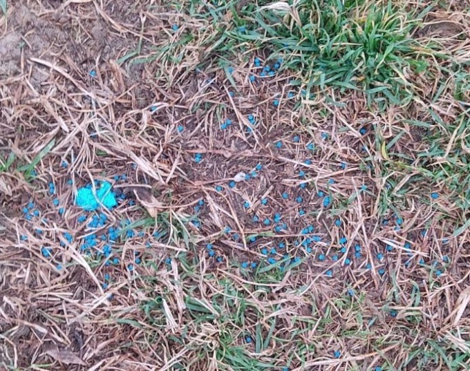 Cane ingerisce del veleno per lumache in via Susa a Carmagnola e si sente male