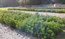 Come nascono gli alberi in Piemonte? Il nostro reportage nel vivaio di Fenestrelle