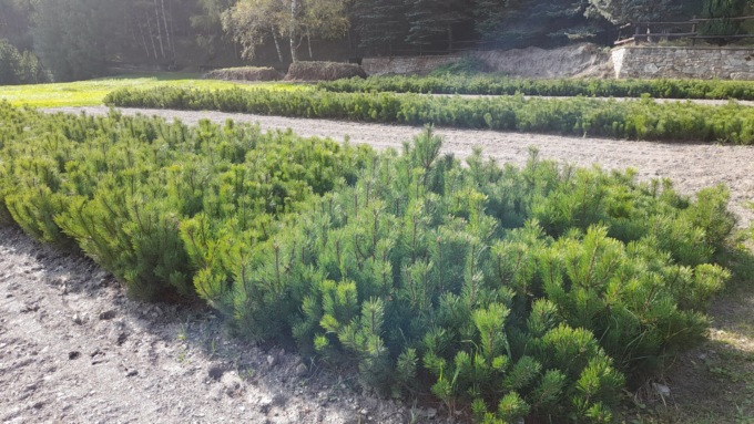 Come nascono gli alberi in Piemonte? Il nostro reportage nel vivaio di Fenestrelle