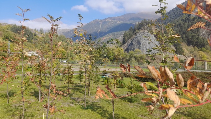 FOTO DI OTTAVIO CURRA VIVAIO FENESTRELLE