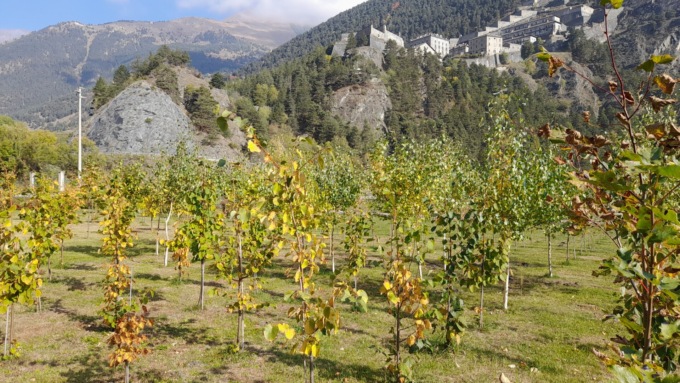 Vivaio Forestale Fenestrelle