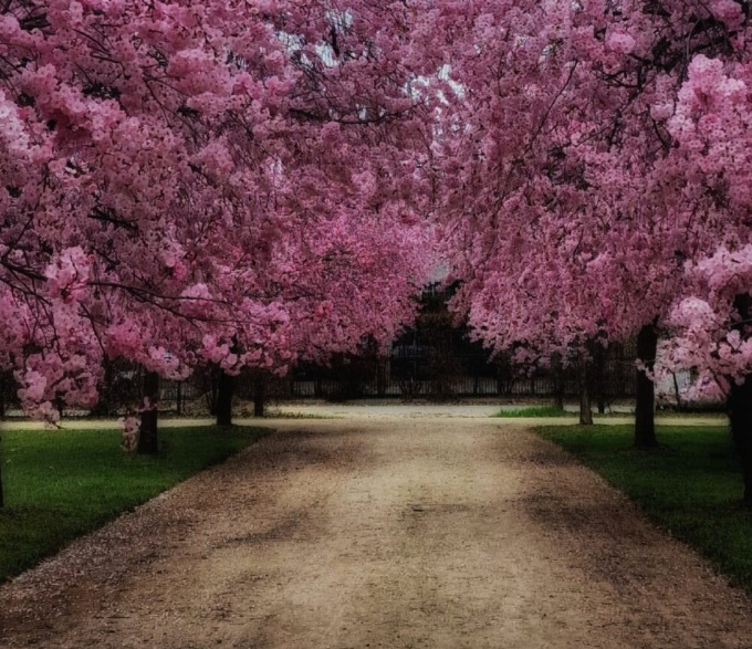 Domenica 2 aprile la 40ª Camminata enogastronomica fra i ciliegi in fiore