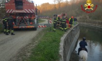 Cavallo cade nel canale d'Ivrea, recuperato dai sommozzatori