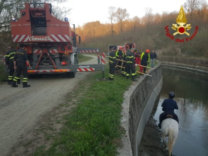 Cavallo cade nel canale d’Ivrea, recuperato dai sommozzatori