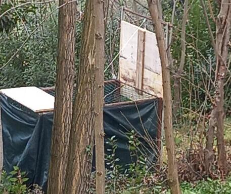 Scoperte delle trappole per animali selvatici: denunciato un bracconiere di Pinerolo