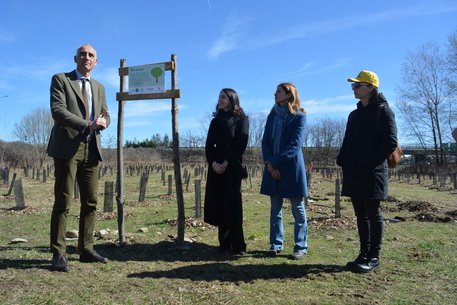 Nuovo bosco urbano con mille alberi