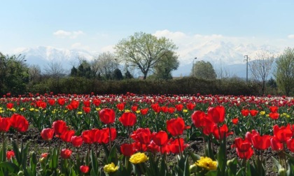 Al via da domenica 26 marzo al “Tulips U-pick Park” del Piemonte