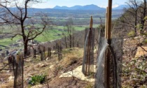 Incendi 2017, al via la riforestazione nei comuni di Mompantero e Caselette