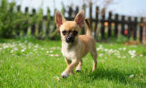 Migliori crocchette per Chihuahua: come sceglierle?