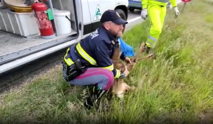 Il video del giovane capriolo sulla corsia di emergenza dell’autostrada A5