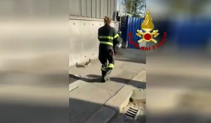 Mamma anatra e 12 anatroccoli intrappolati in un palazzo, il video del salvataggio