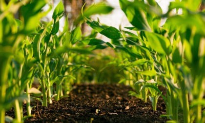 Primo incontro di Spoke 6: il progetto di UniTo sulla sostenibilità e la resilienza dei sistemi agricoli