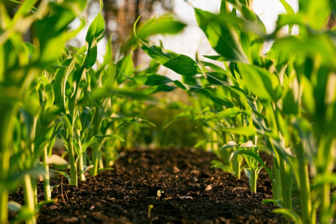 Primo incontro di Spoke 6: il progetto di UniTo sulla sostenibilità e la resilienza dei sistemi agricoli
