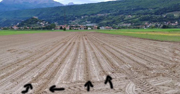 Danni cinghiali su semina mais con indicazioni