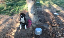 Cani malnutriti e abbandonati in una villa a Cumiana: denunciati marito e moglie