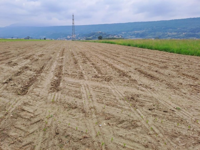 Campi di mais devastati dal passaggio dei Cinghiali