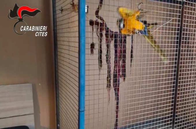 Animali esotici tenuti in condizioni incompatibili con la loro natura: denunciati i proprietari