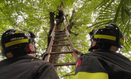 Gatto sale su un grosso albero a Moncalieri e viene convinto a scendere dai pompieri