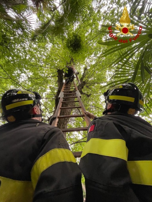 Gatto sale su un grosso albero a Moncalieri e viene convinto a scendere dai pompieri