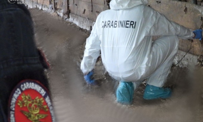Macabra scoperta a Veglio: un cimitero di animali in una stalla abbandonata