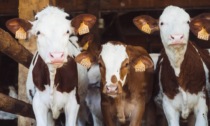 Savonera: mucche e vitelli scappano sulla strada causando incidenti
