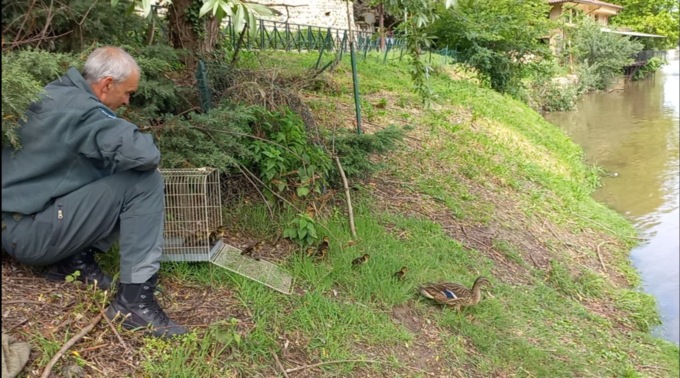 Cosa fare se si avvistano animali in difficoltà 