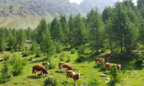 Al via la monticazione in alpeggio nelle valli torinesi