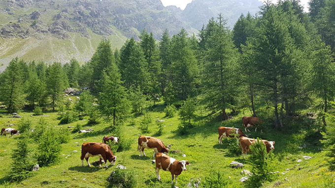 Al via la monticazione in alpeggio nelle valli torinesi