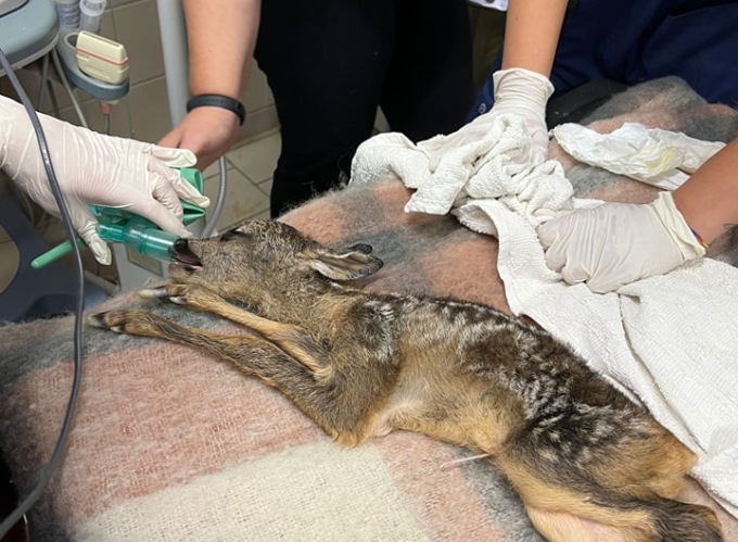 Mamma capriolo investita e portata al CANC: salvato uno dei due cuccioli che portava in grembo