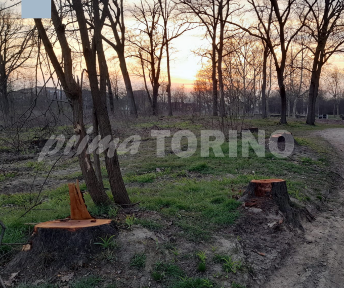 Abbattuti oltre 200 alberi nei filari e nel Boschetto a Nichelino, i cittadini: “Ripristinateli in autunno”