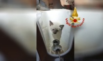 Gattino di tre mesi incastrato con la testa nel wc: lo liberano i Vigili del Fuoco