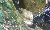 Cane intrappolato in un canale a Chieri: escursionista lancia l'allarme