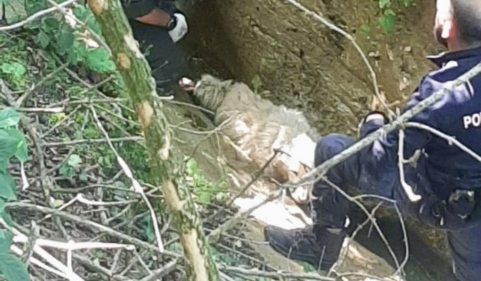 Cane intrappolato in un canale a Chieri: escursionista lancia l’allarme
