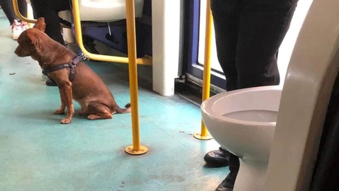 Avvistato sul tram 4 un…gabinetto