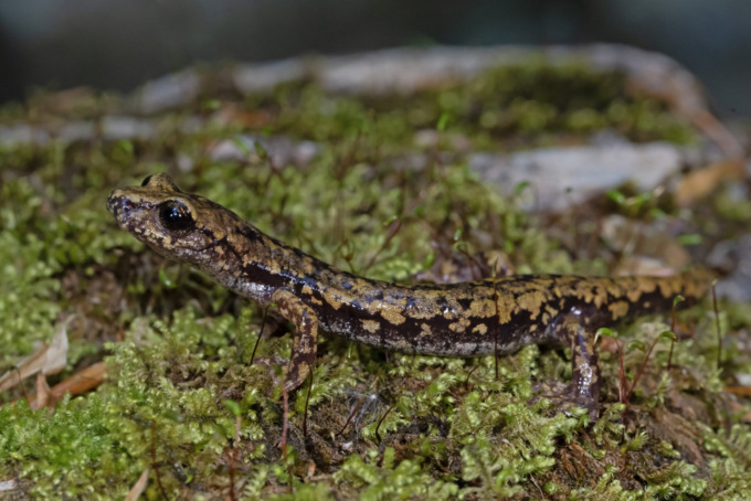 Il Bel Paese da sempre nel cuore dei turisti, ma prima ancora… delle salamandre: il curioso studio di UniTo