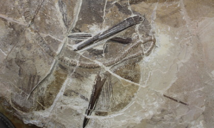 Ricercatori UniTo scoprono un pesce fossile di 50 milioni di anni fa e lo chiamano come il cantante dei Radiohead