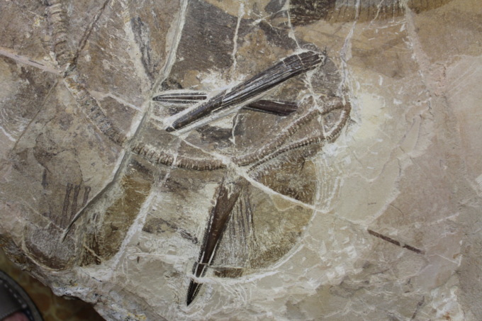 Ricercatori UniTo scoprono un pesce fossile di 50 milioni di anni fa e lo chiamano come il cantante dei Radiohead