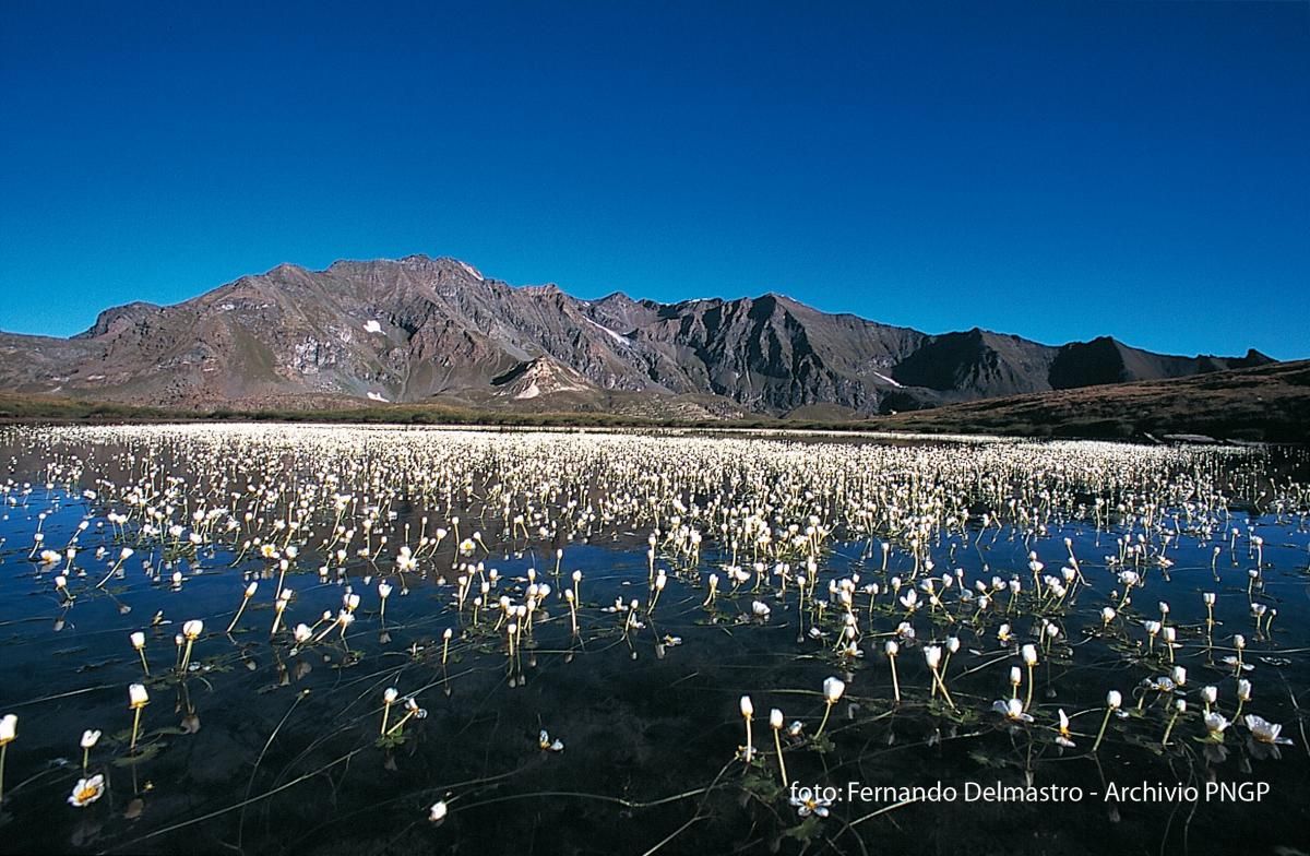 Lago_Rosset_Eriofori_foto_Fernando Delmastro_1