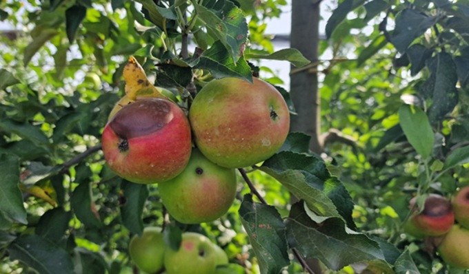 Anche la frutta si scotta per il caldo, nel Torinese già perso il 15% dei raccolti