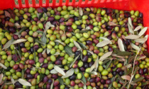 Con il caldo si diffonde la coltura dell'olivo anche nella provincia di Torino