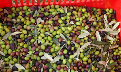 Con il caldo si diffonde la coltura dell'olivo anche nella provincia di Torino