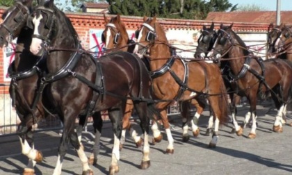 Cavallo imbizzarrito sbatte contro un muretto, carrozza ferisce una donna