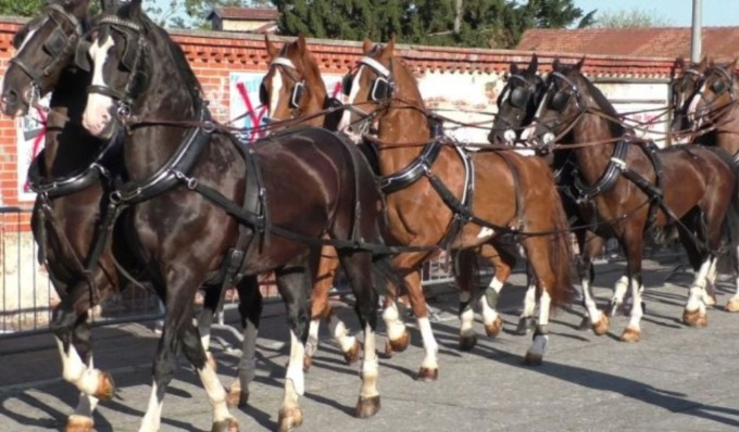 Cavallo imbizzarrito sbatte contro un muretto, carrozza ferisce una donna