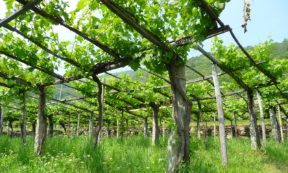 Crisi climatica, è il momento dei vini di montagna