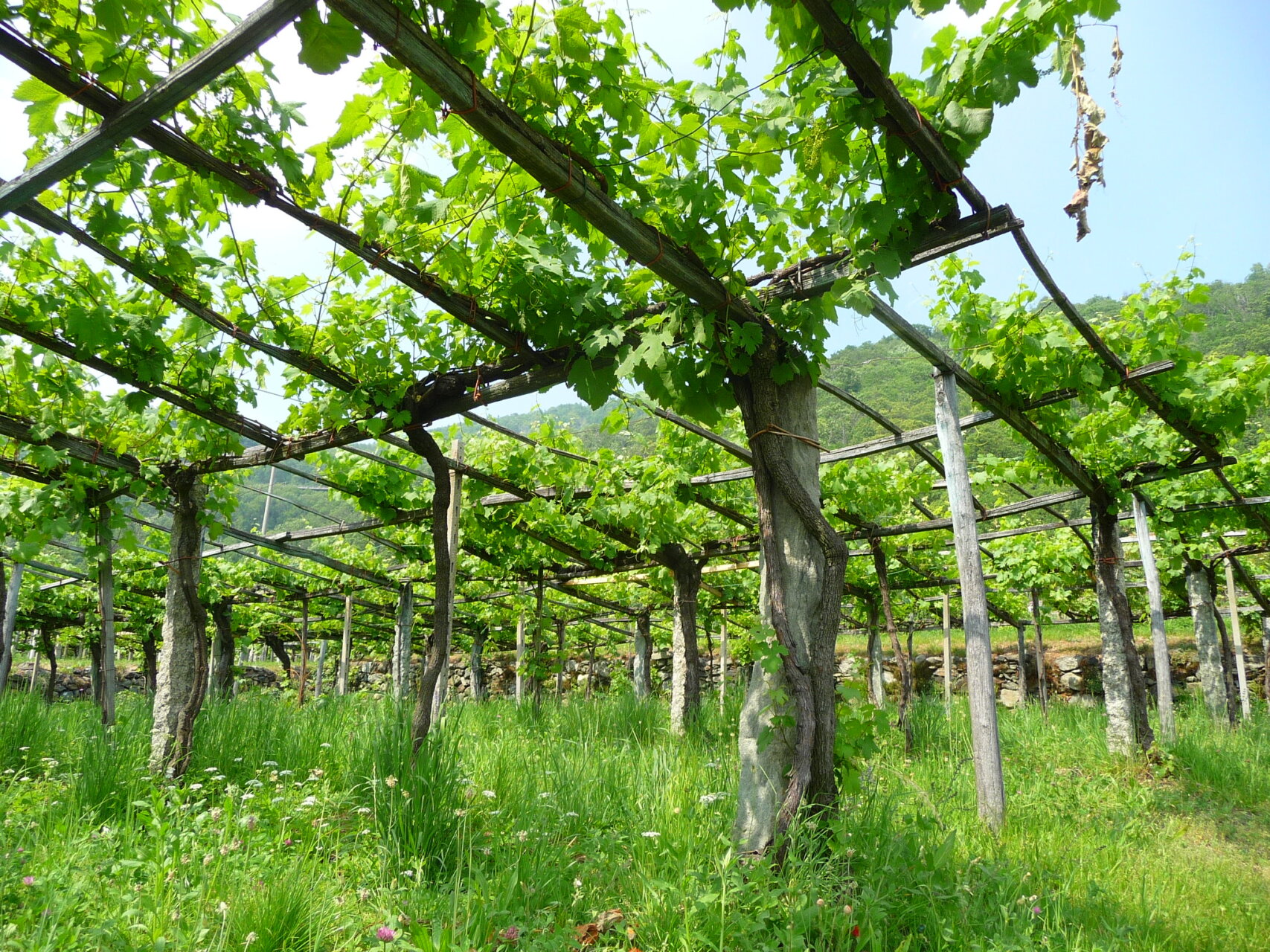 vigne serra Ivrea (1)