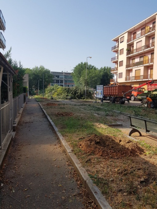 Abbattuti gli olmi di via Turati a Moncalieri, Legambiente: “Dateci una spiegazione”