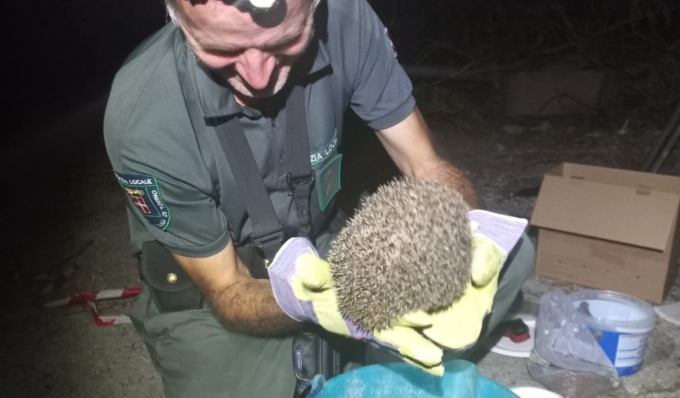 Cantiere in via Druento sfratta colonia di ricci, i primi esemplari catturati e trasferiti
