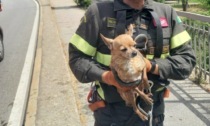 Chihuahua in difficoltà nelle acque della Dora Riparia: salvato dai Vigili del Fuoco